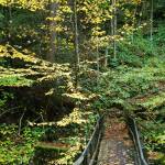 October bridge with green and yellow leaves by Andrea Badgley on Butterfly Mind