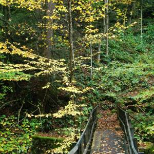 October bridge with green and yellow leaves by Andrea Badgley on Butterfly Mind