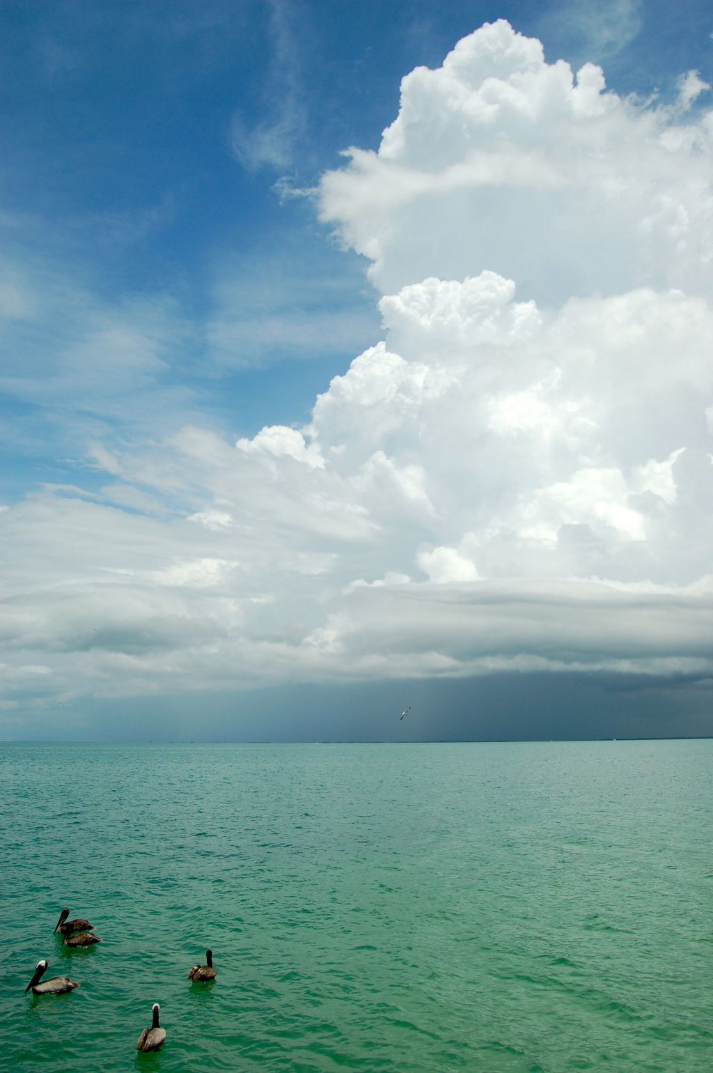 Cumulus clouds with Pelicans, Gulf of Mexico, Anna Maria Island, FL by Andrea Badgley on Butterfly Mind
