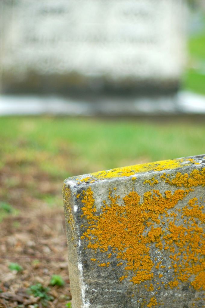 lichens on tombstone