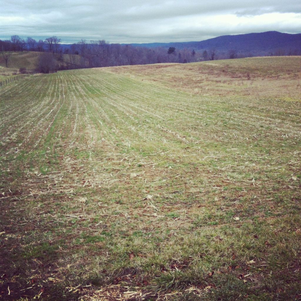 Cornfield by Andrea Badgley on Butterfly Mind