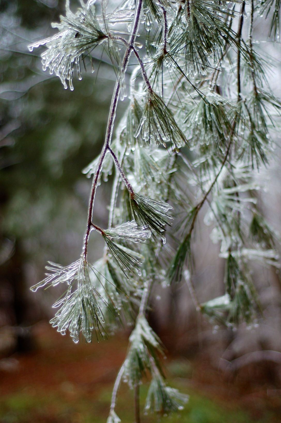 Iced pine branches by Andrea Badgley on Butterfly Mind