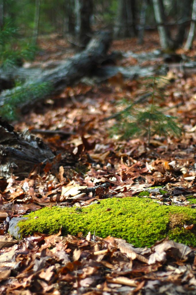 Mossy stone in the woods