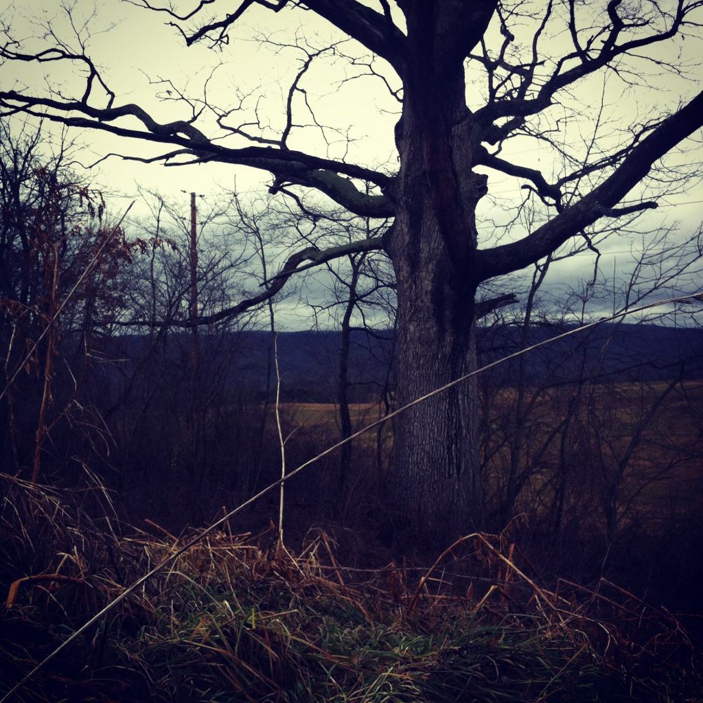 Spooky tree by Andrea Badgley on Butterfly Mind