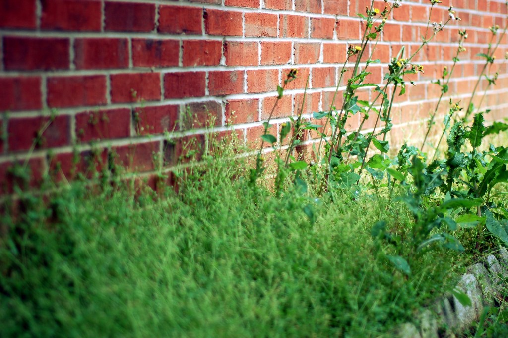 weeds against red brick wall by Andrea Badgley on Butterfly Mind