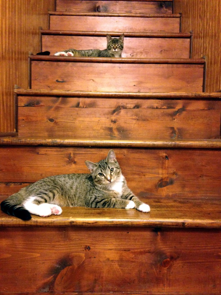 kittens looking cute by Andrea Badgley on Butterfly Mind