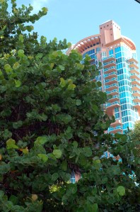 Sea grapes and South Beach tower by Andrea Badgley on Butterfly Mind