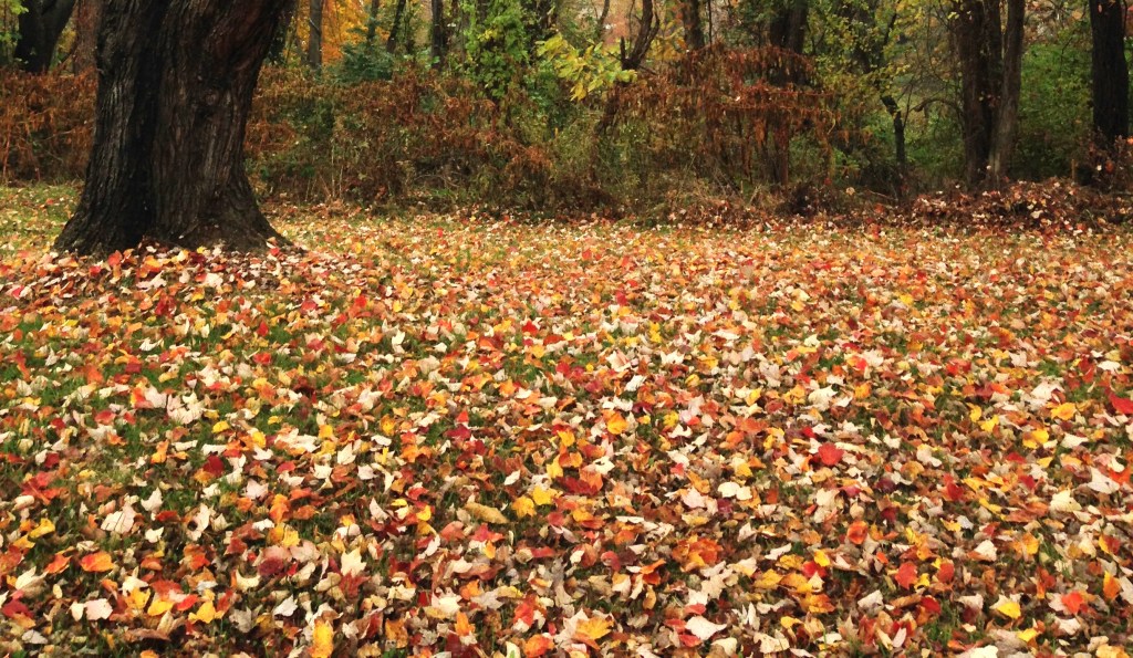 October leaves