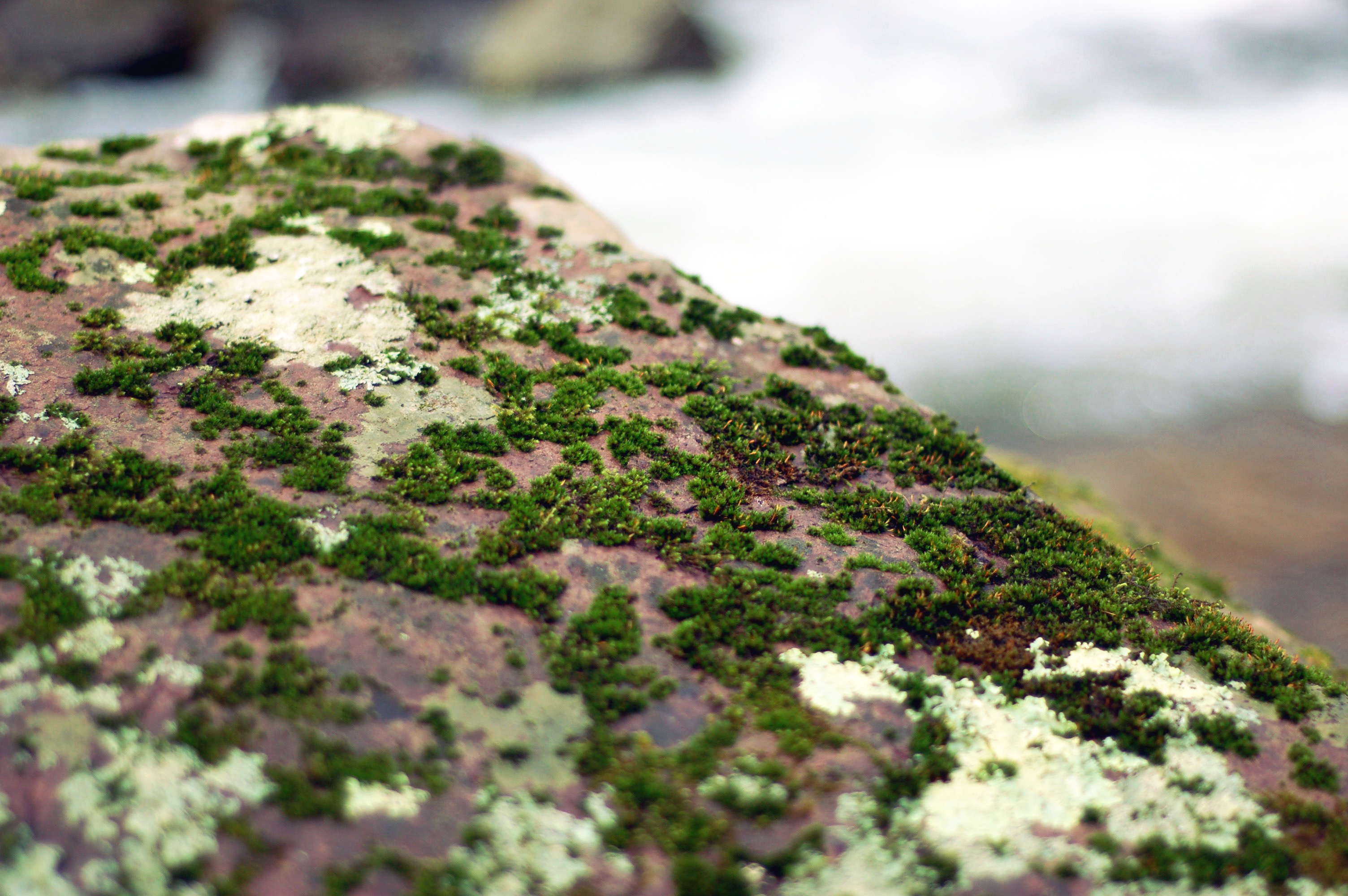 moss lichen rock