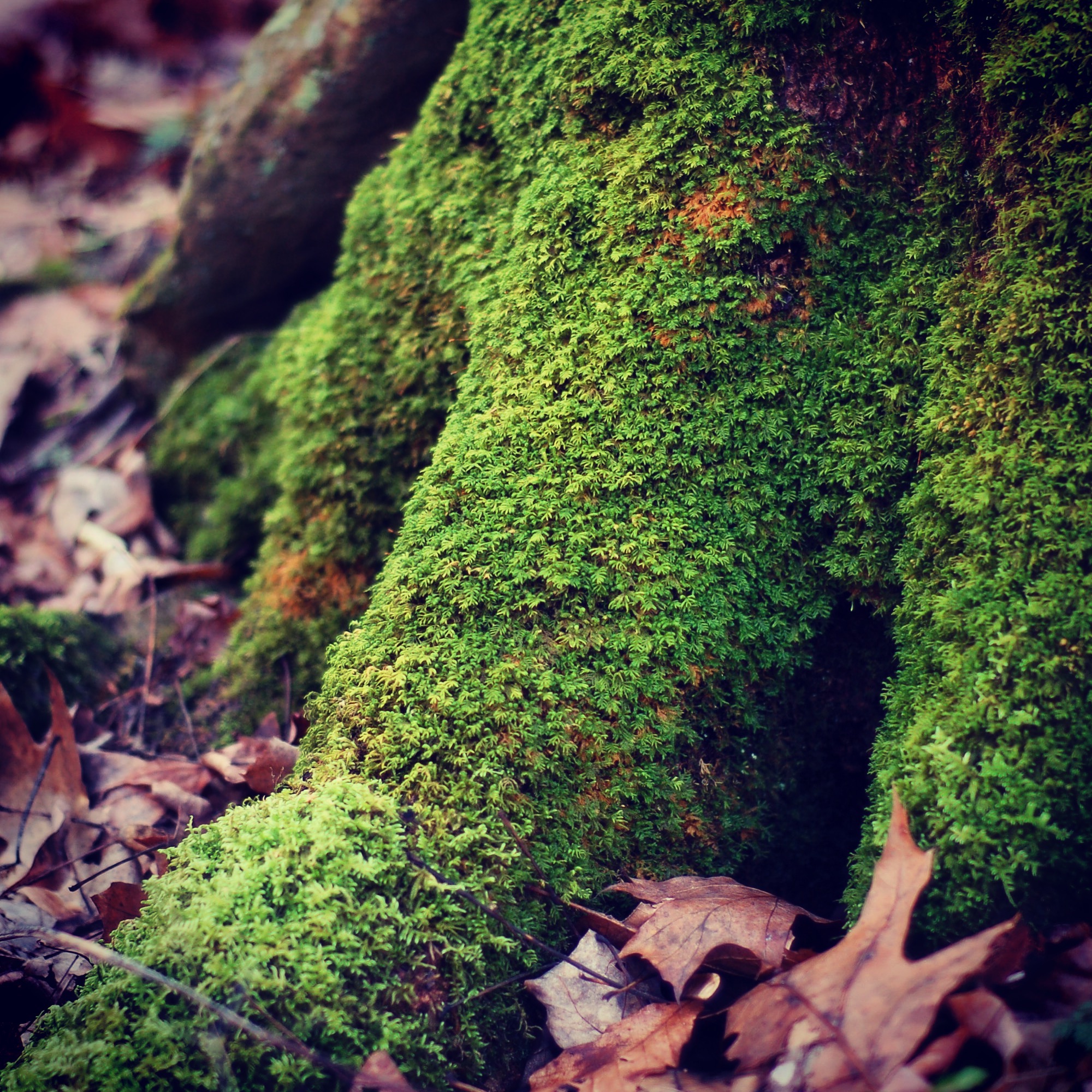 mossy roots.jpg