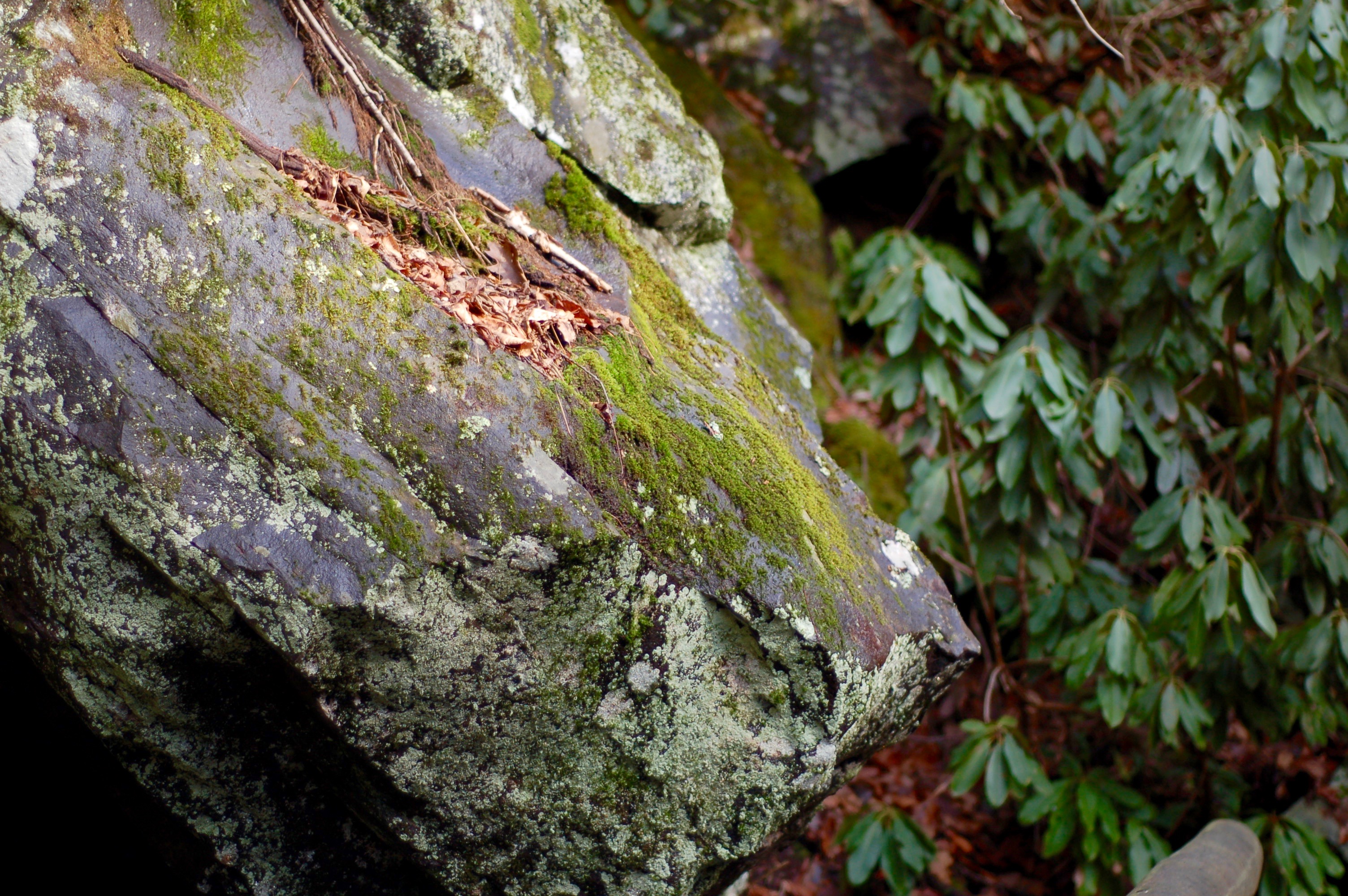 rock and rhododendron