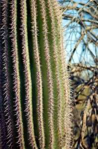 Close up of barrel cactus Phoenix, AZ