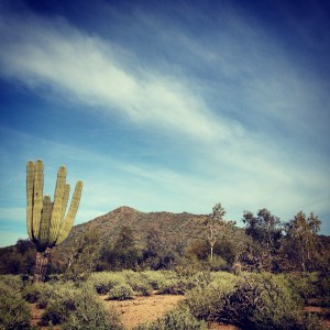 Saguaro cactus and mountaian, Phoenix Arizona