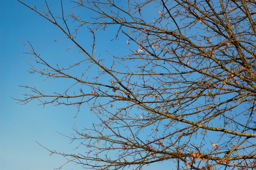 end of winter oak tree