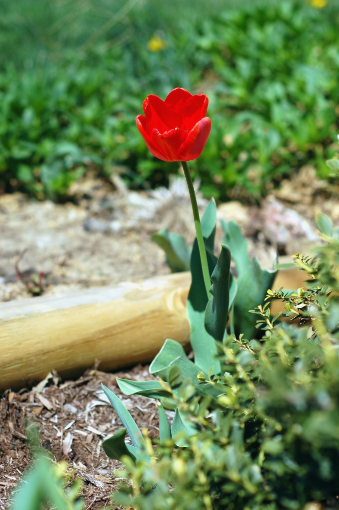 Red tulip in April