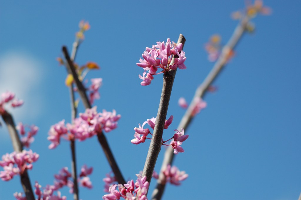Redbud and blue sky