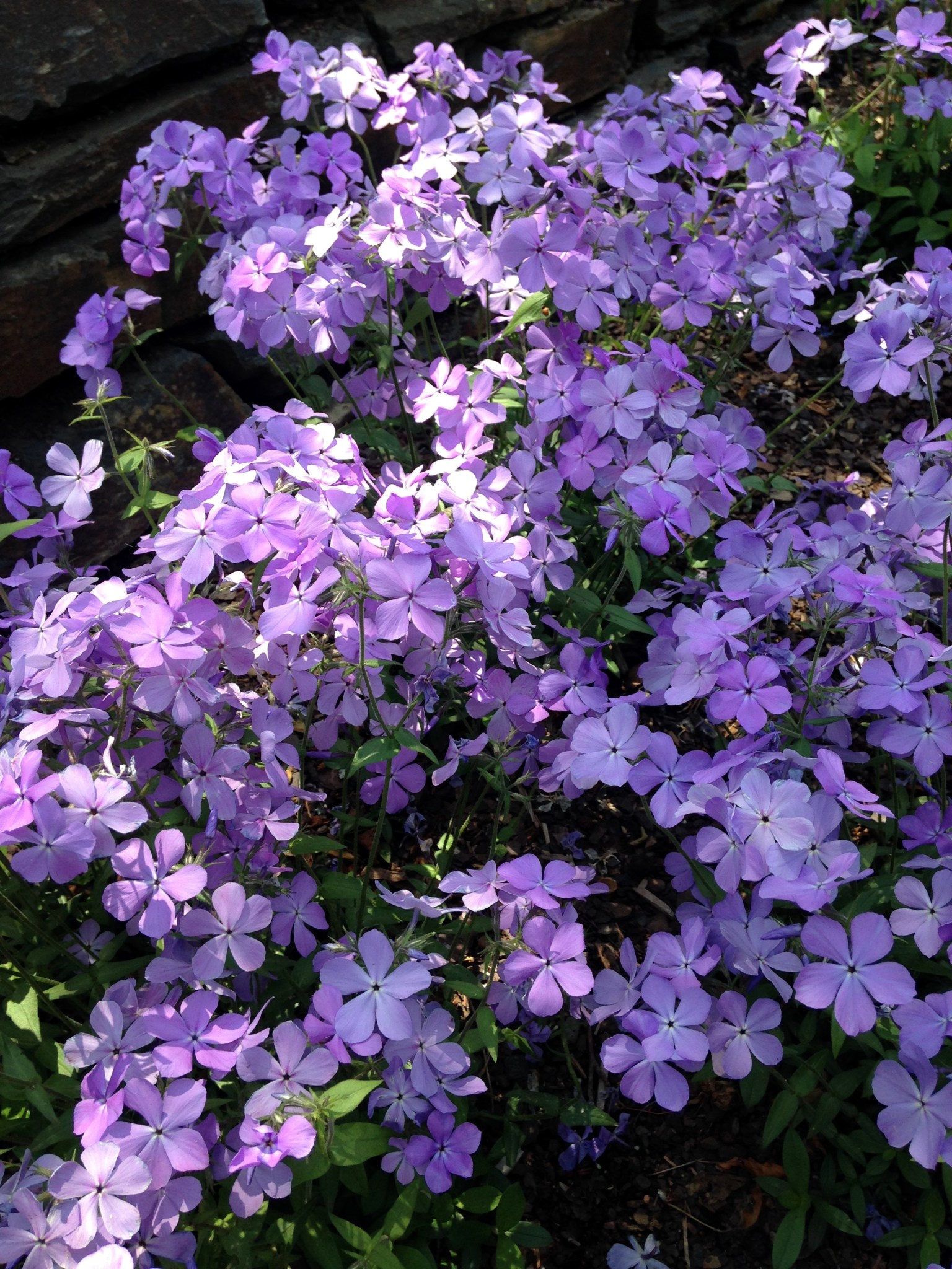 phlox_6693