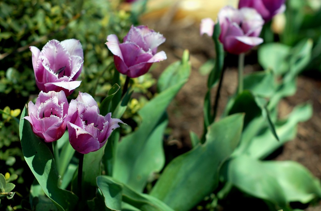 lavendar tulips in April