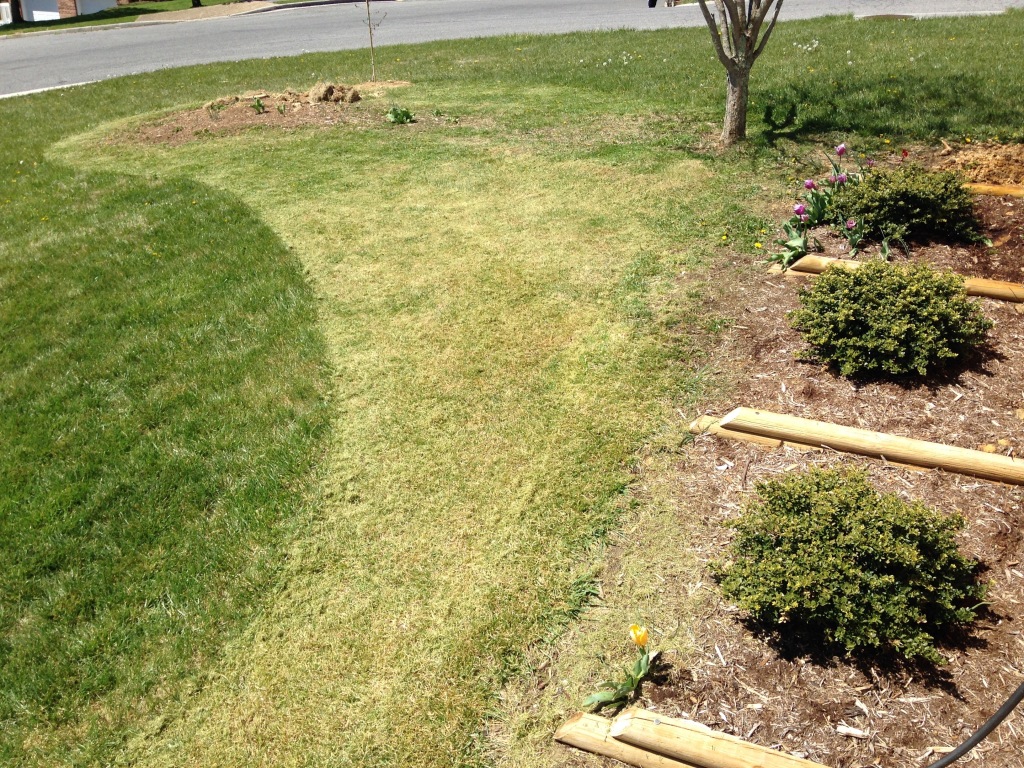 shorn grass for flower bed