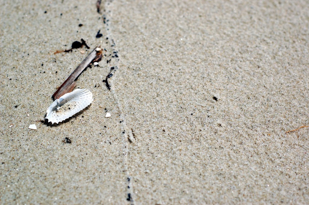 White sea shell on Georgia sand