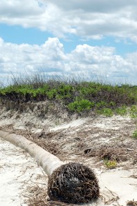 Palm tree trunk in sand barrier island GA