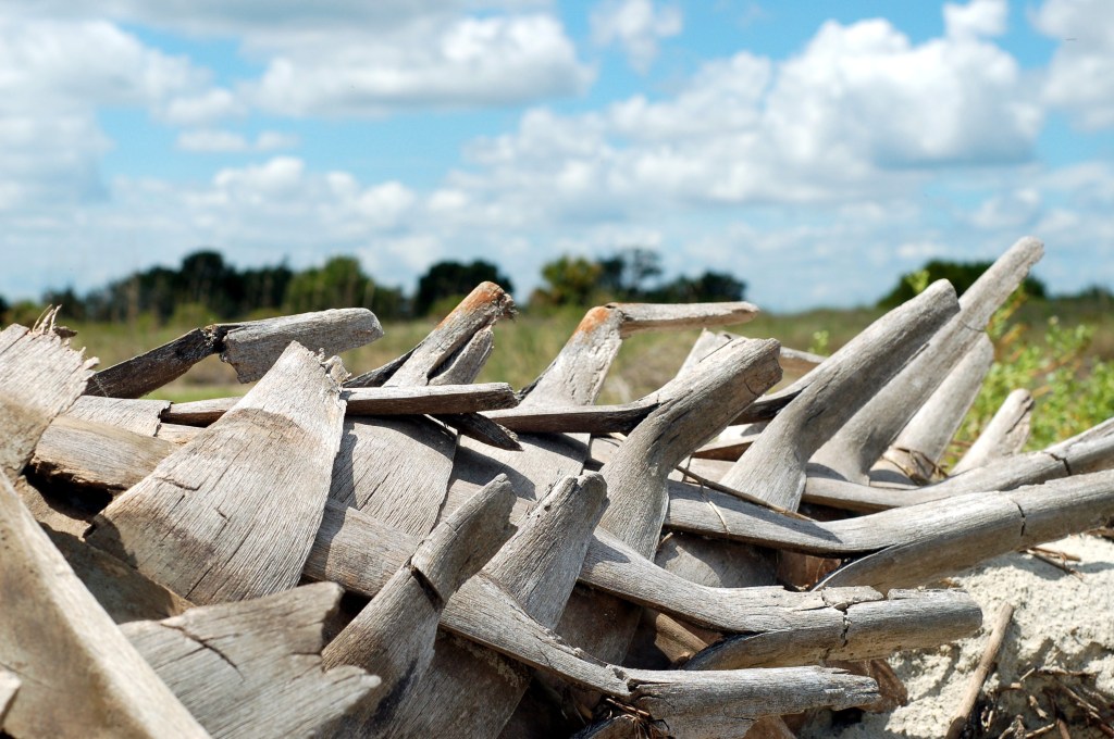 Palm tree husk on beach