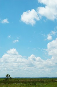 Big sky, marshes, and a palm tree. May 2016