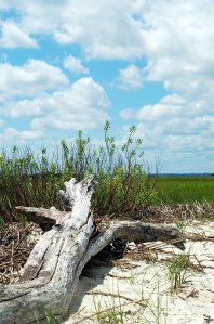 dried out tree trunk, sky, beach, marsh, coastal Georgia