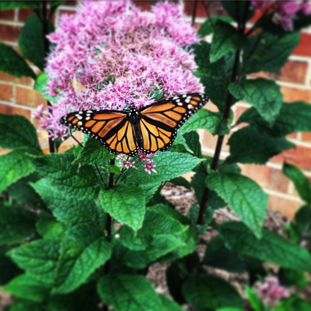 butterfly on joe-pye plant