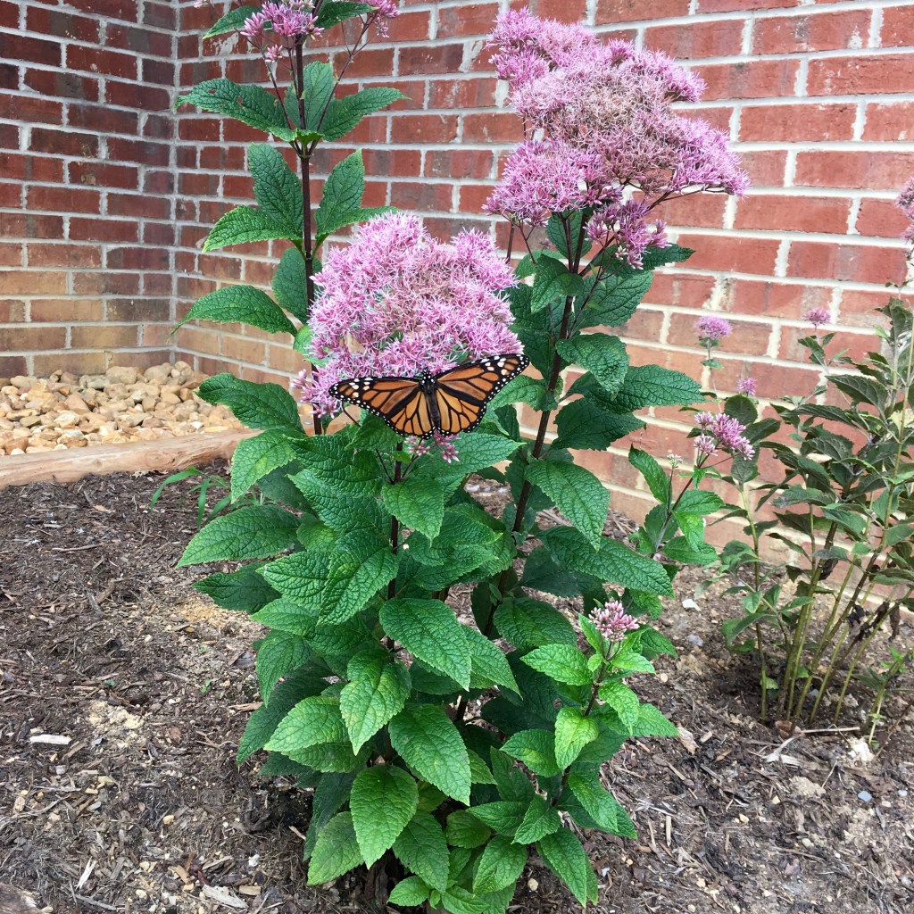 monarch-on-joe-pye_0056