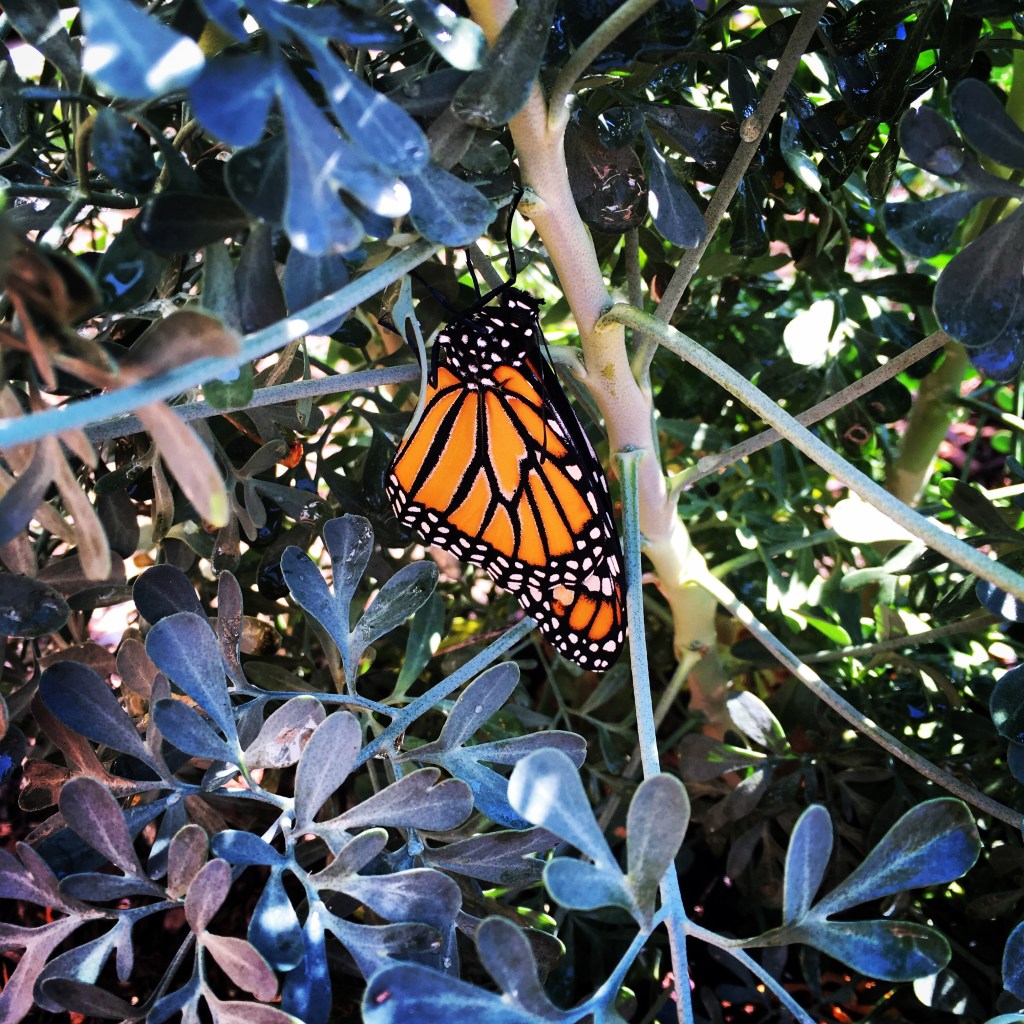 newly-emerged-monarch