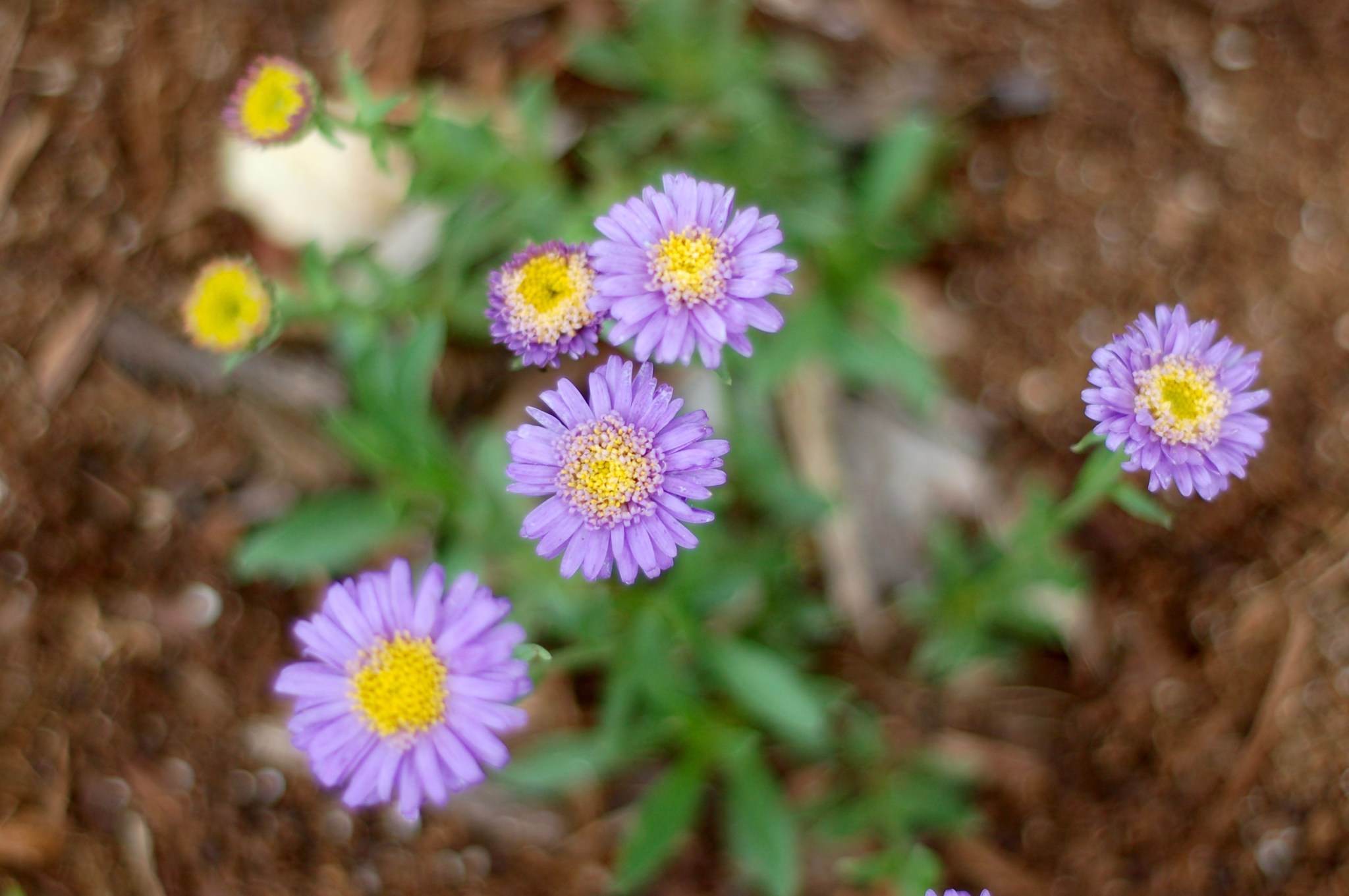 aster_0010