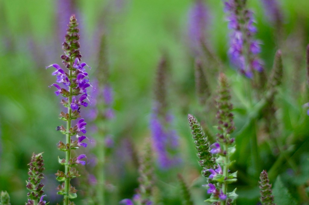 indigo salvia_0006