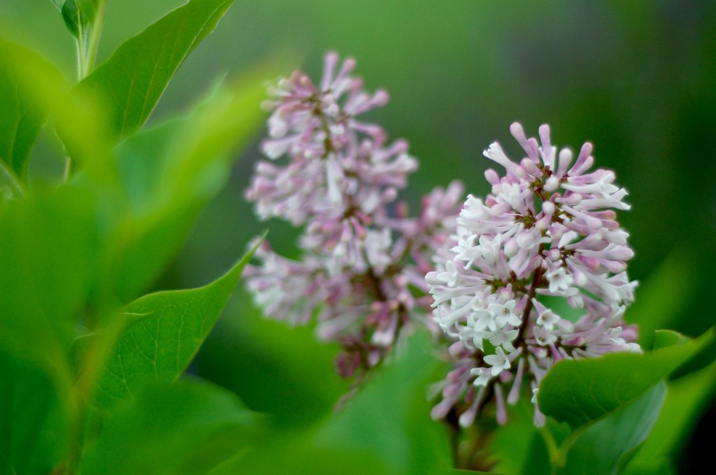 lilac_0001