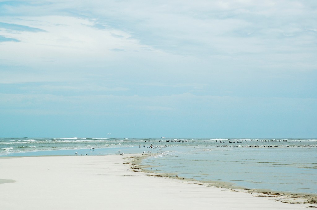 birds and boat sandbar