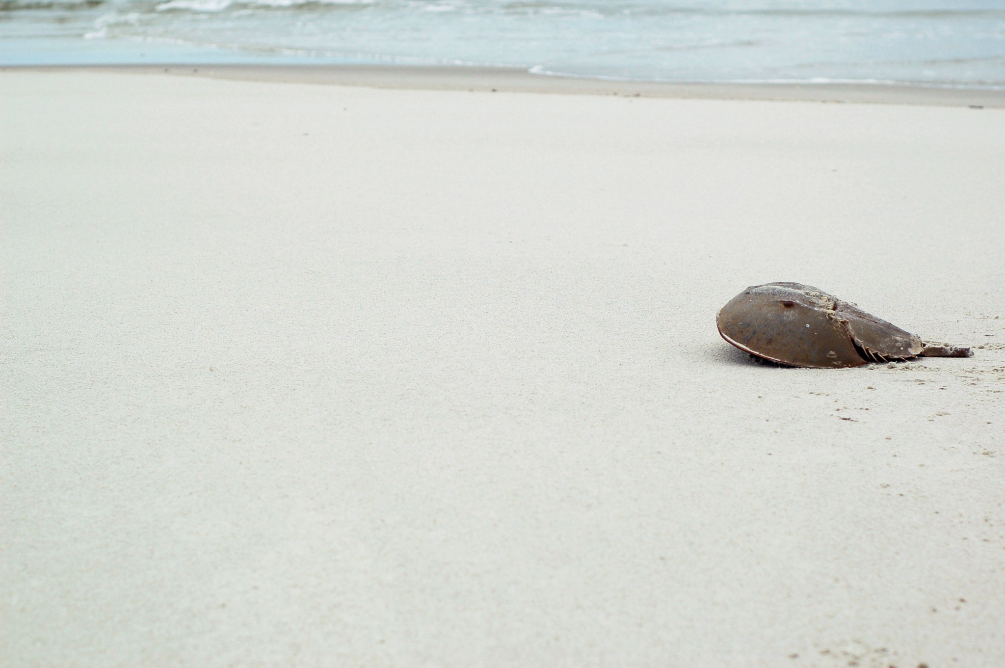horseshoe crab sandbar tybee