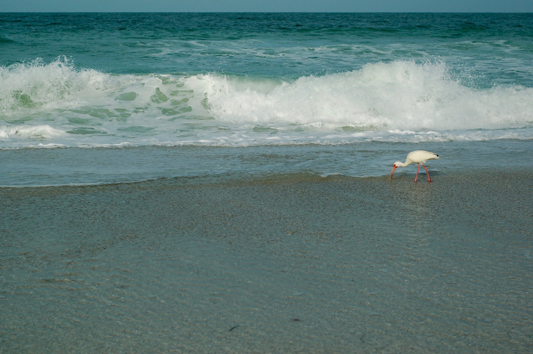 shore bird and waves