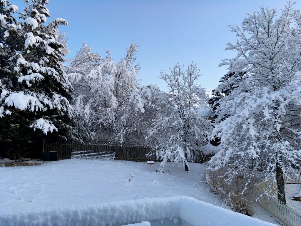 back garden in Mar 25 snow