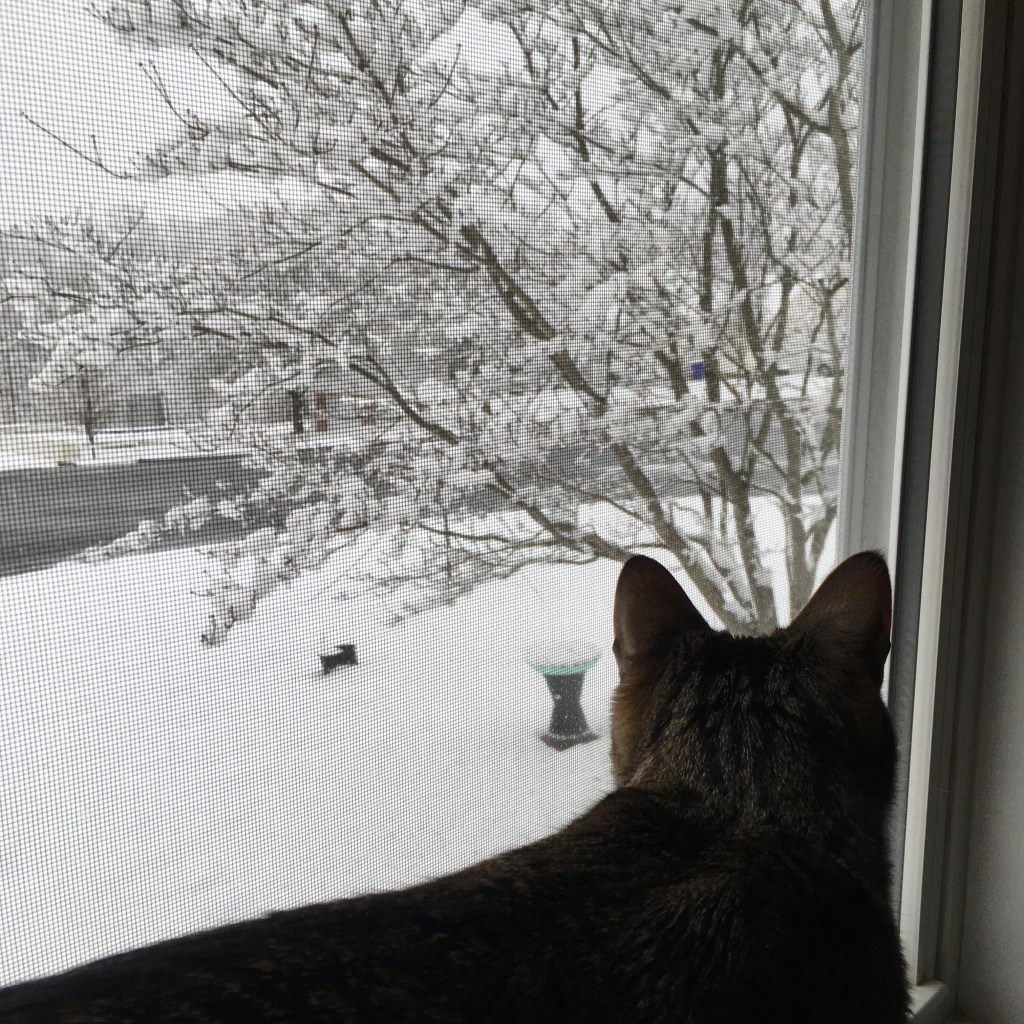 kitty in window watching snow