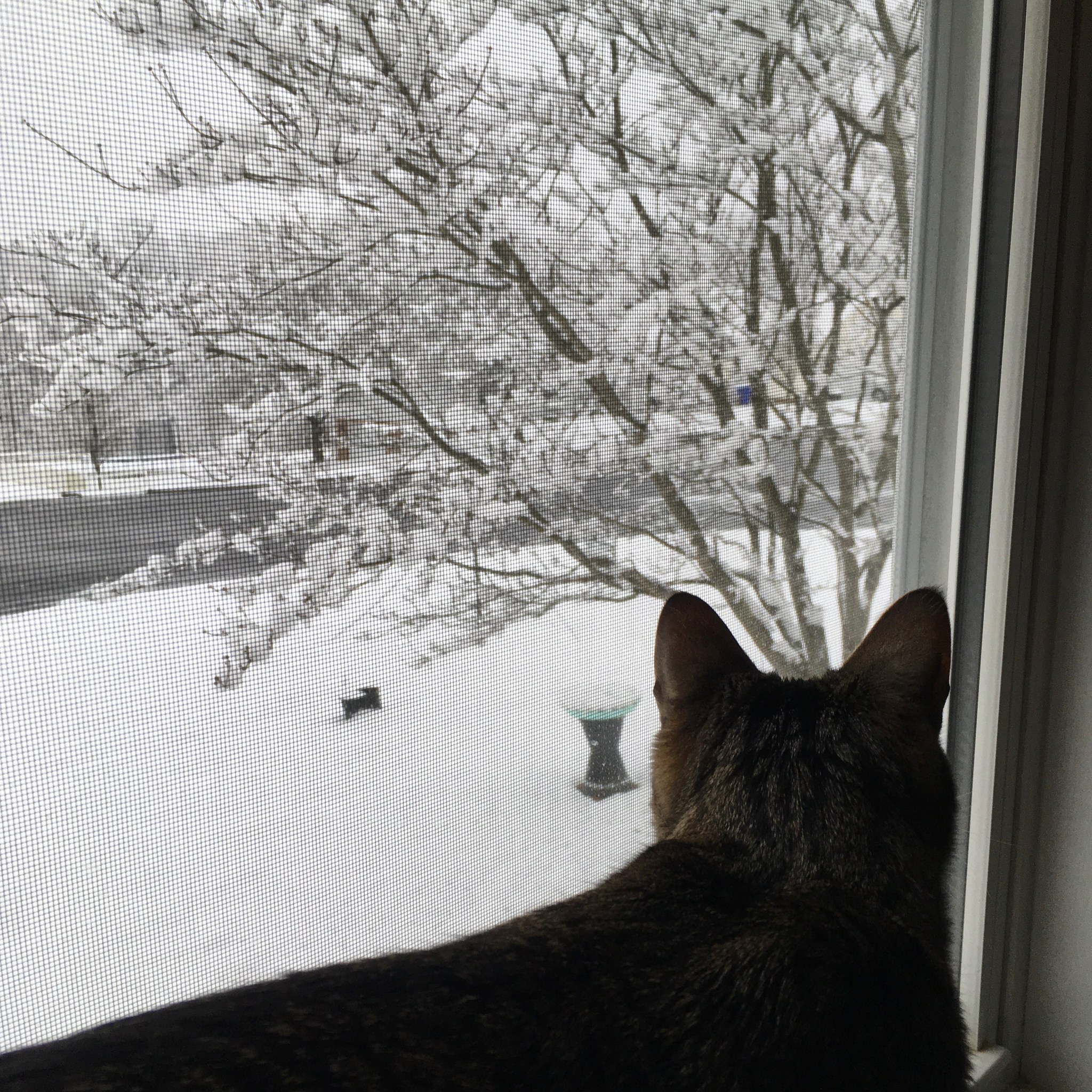 kitty in window watching snow