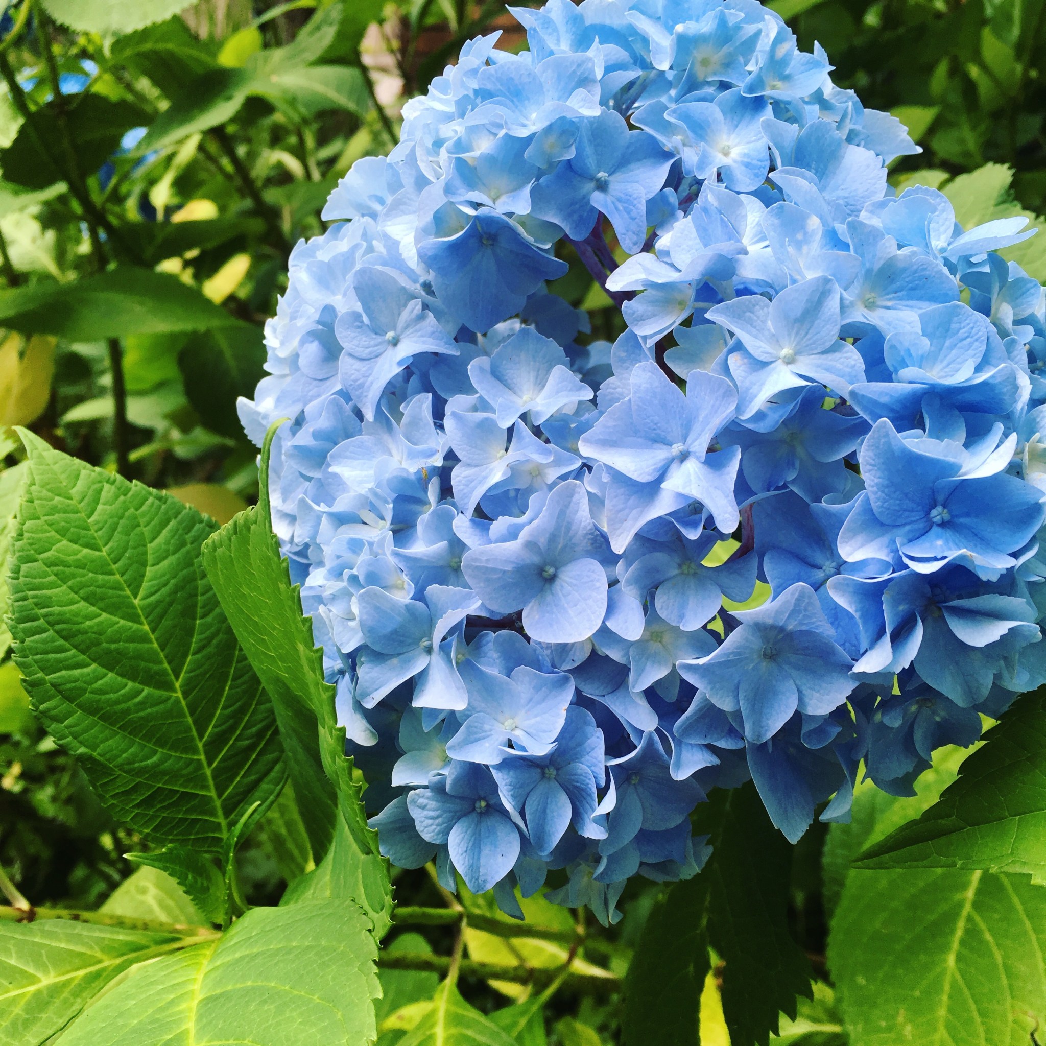 blue hydrangea iphone 4028