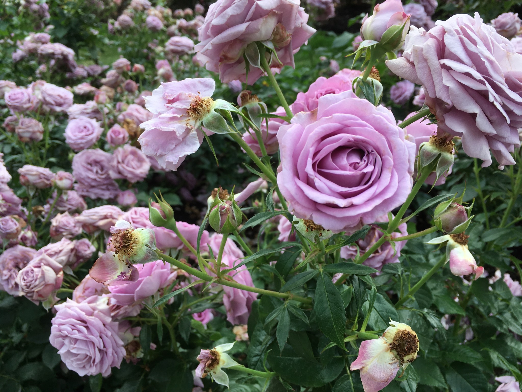 lavender roses iphone 4034