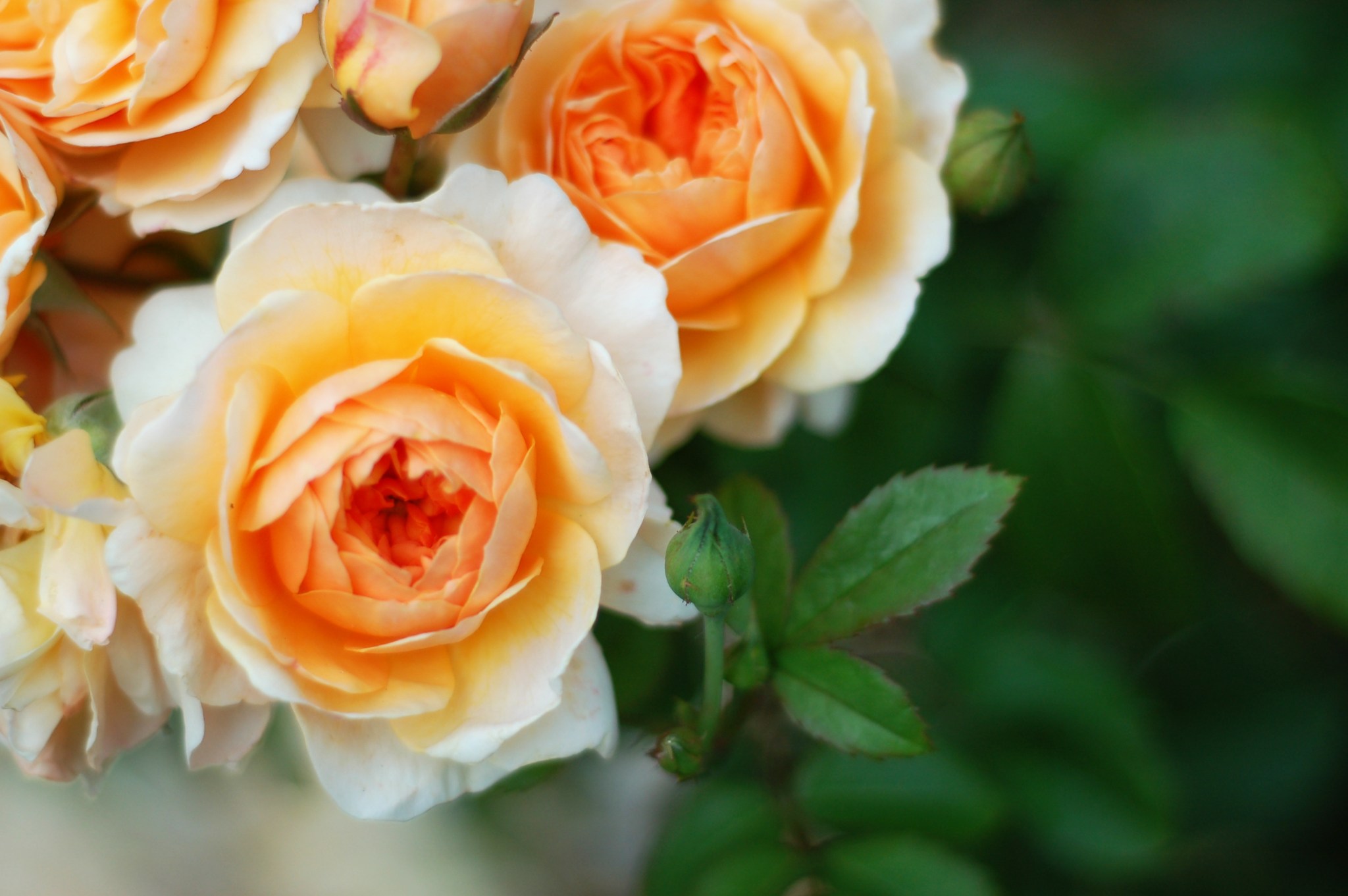 light peach roses 04