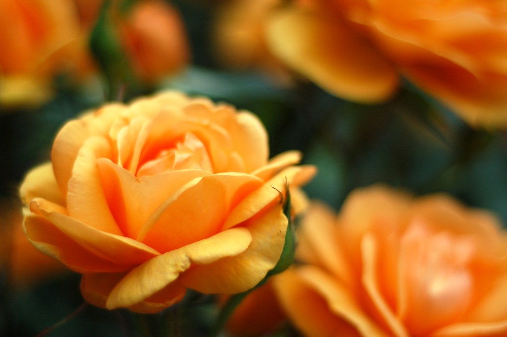 orange peach roses 2