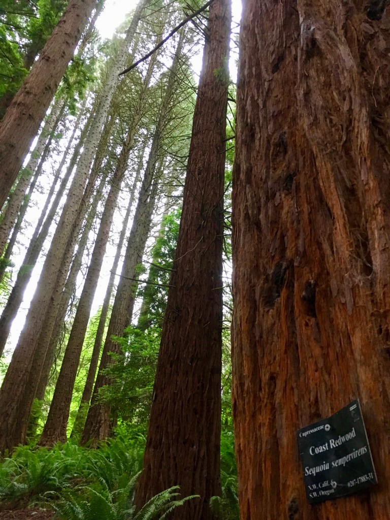 redwoods iphone 4046