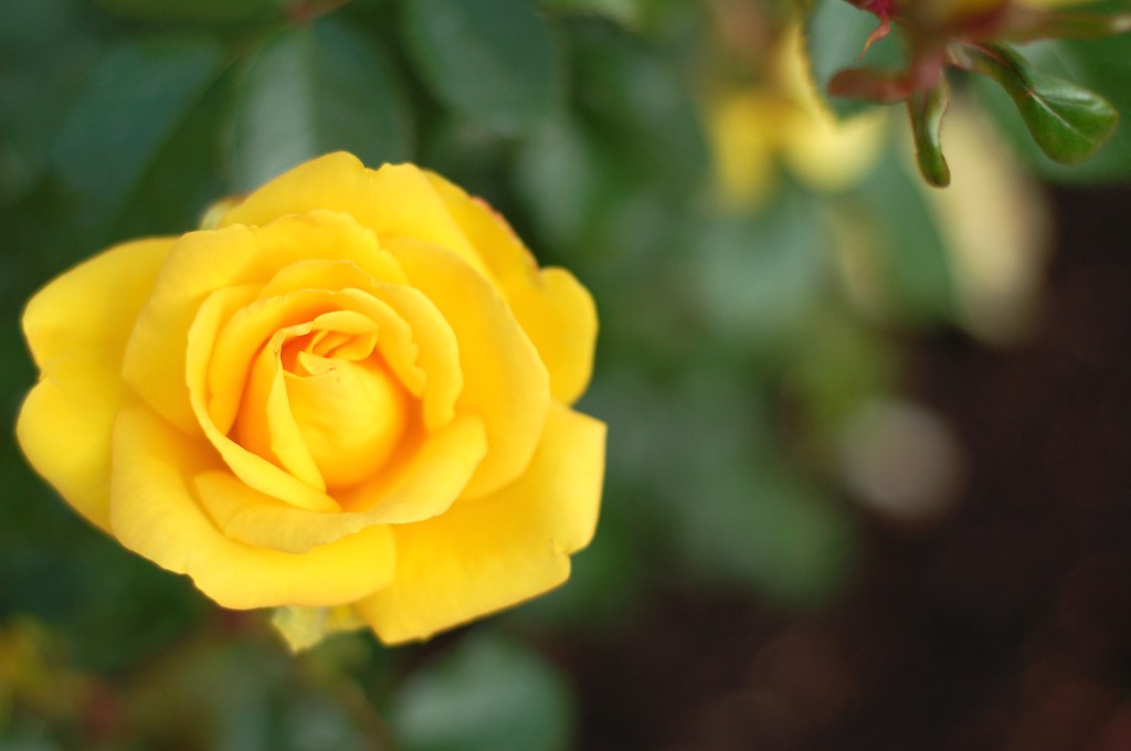 yellow rose 20