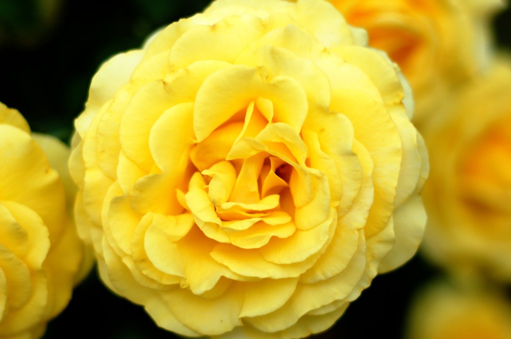 yellow roses 13