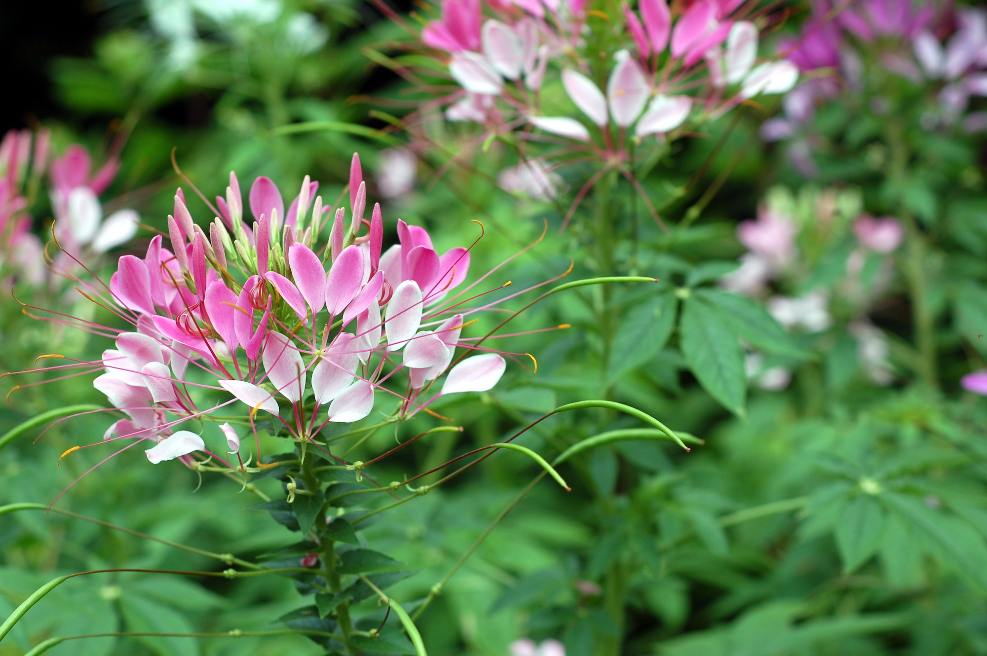 cleome jul 7 _35