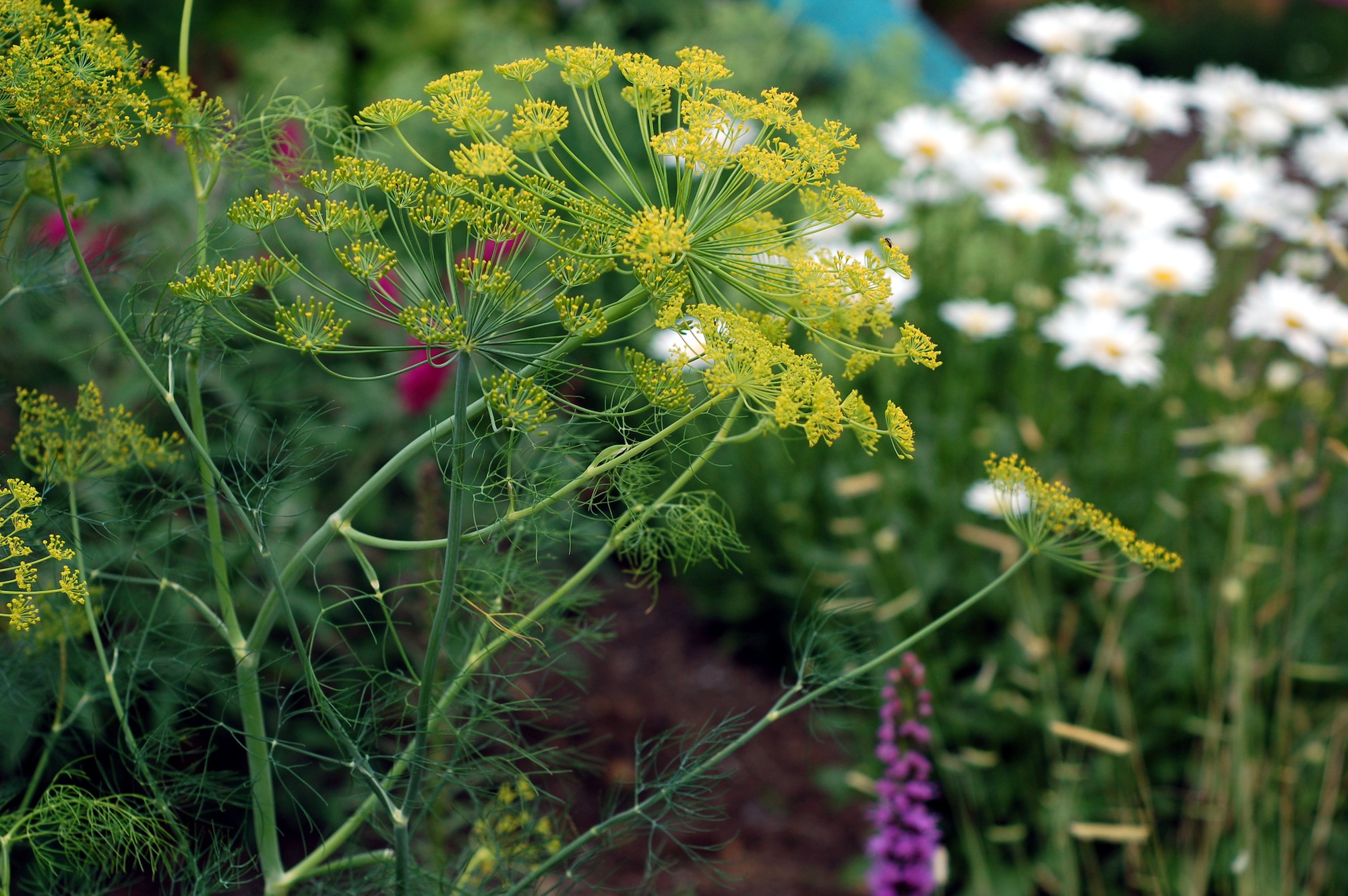 front dill and shastas 15