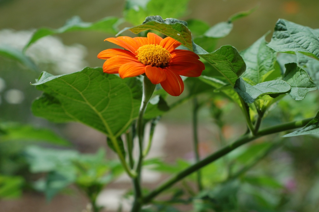 mexican sunflower 55